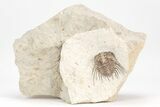 Spiny Trilobite (Kettneraspis) - Black Cat Mountain, Oklahoma #209145-5